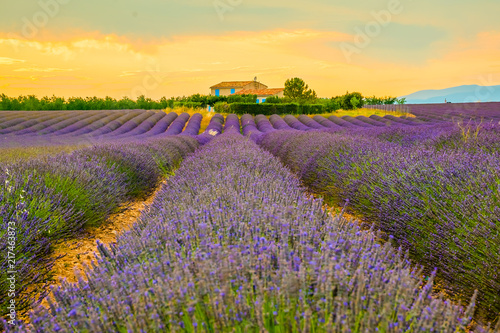 Beautiful lavender fields during sunset fields in Valensole, Provence in France photo