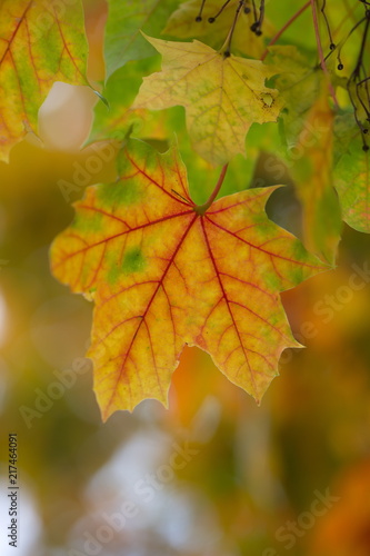 Ahornblatt - Herbstblatt