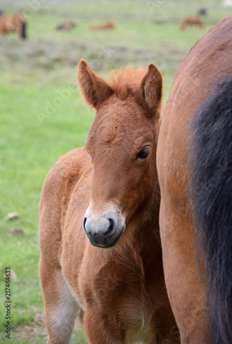 Portrait of an Icelandic foal, hiding at its mothers side