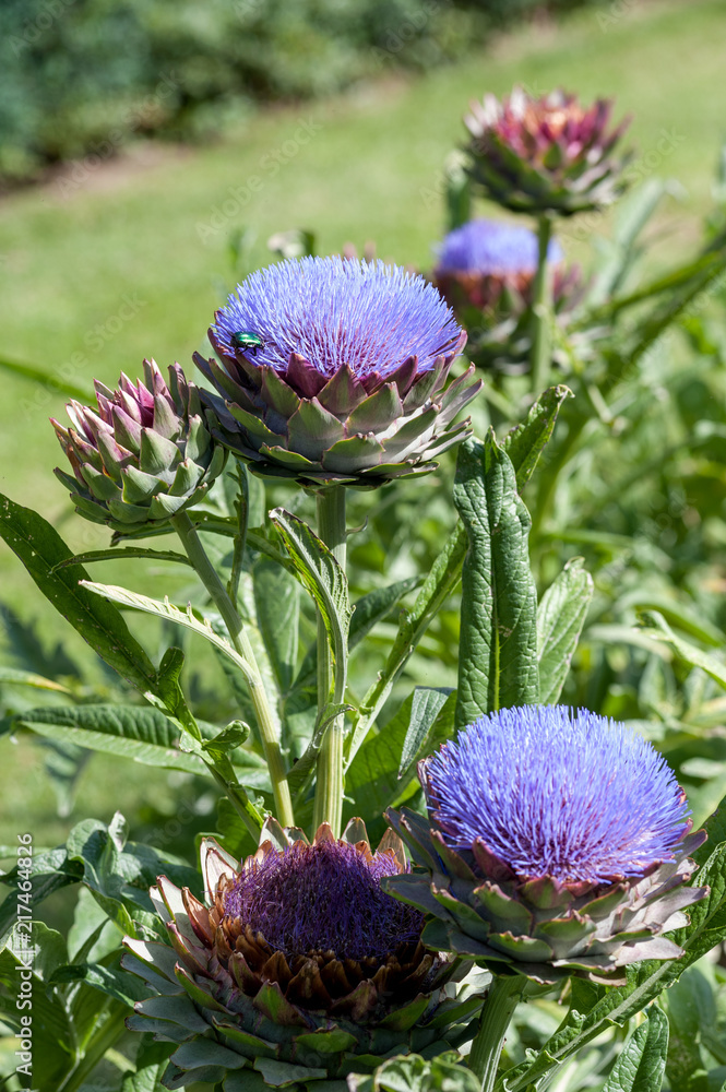 Cynara cardunculus with large violet flower head Cynara cardunculus with large violet flower head