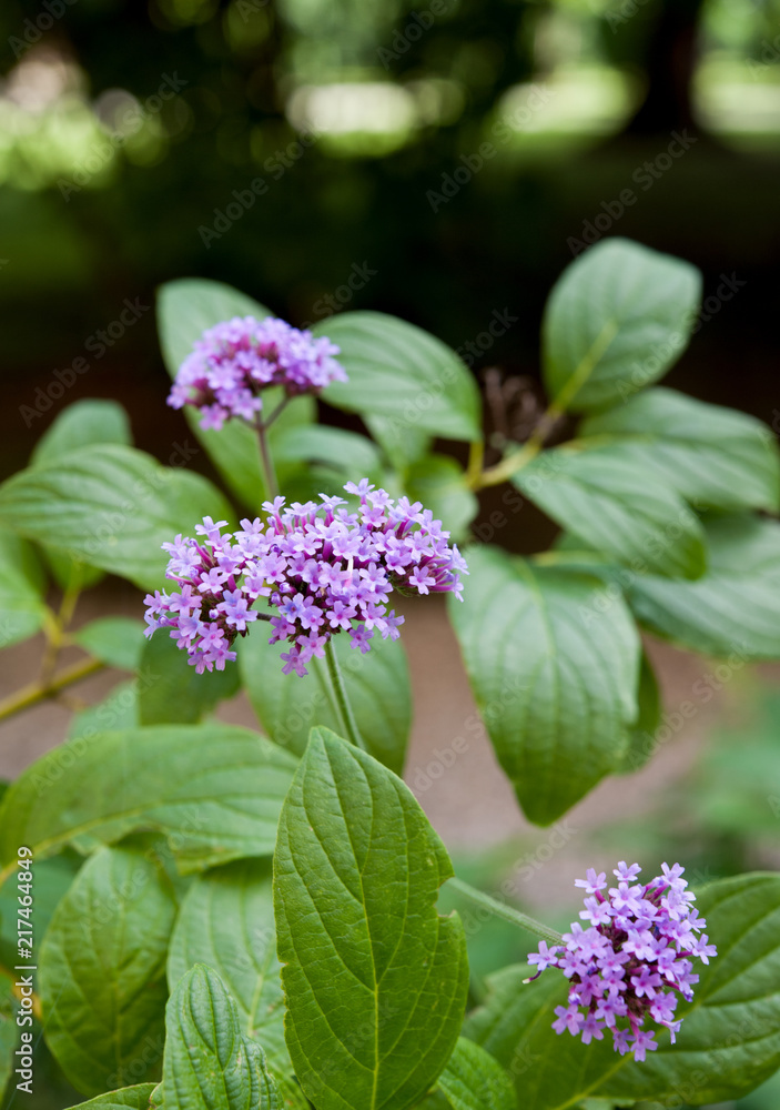 Verbena bonariensis with small violet flowers. Verbena bonariensis with small violet flowers.
