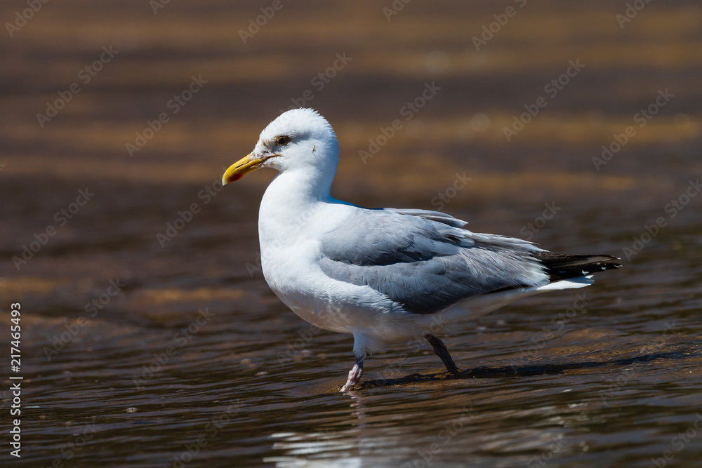 Seagulls walking across the beach and ocean in a coastal town Seagulls walking across the beach and ocean in a coastal town