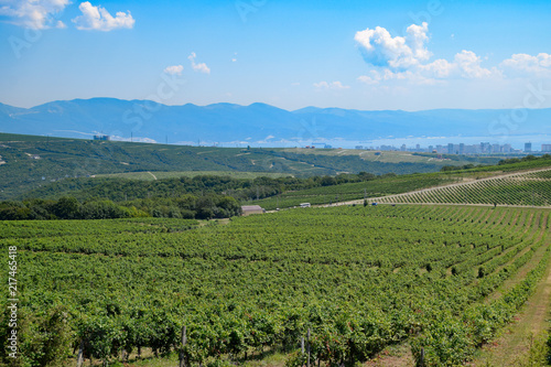 Landscape on the city of Novorossiysk through the grape fields.