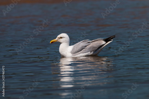 Seagulls walking across the beach and ocean in a coastal town