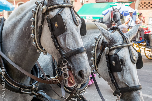 white horse with harness close up view