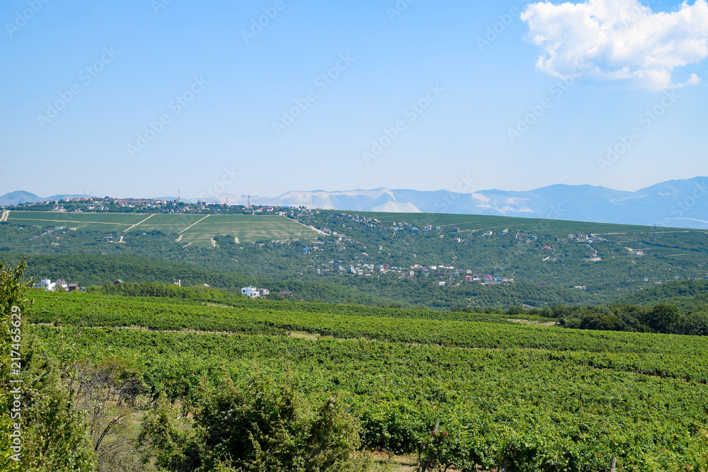 Landscape on the city of Novorossiysk through the grape fields.