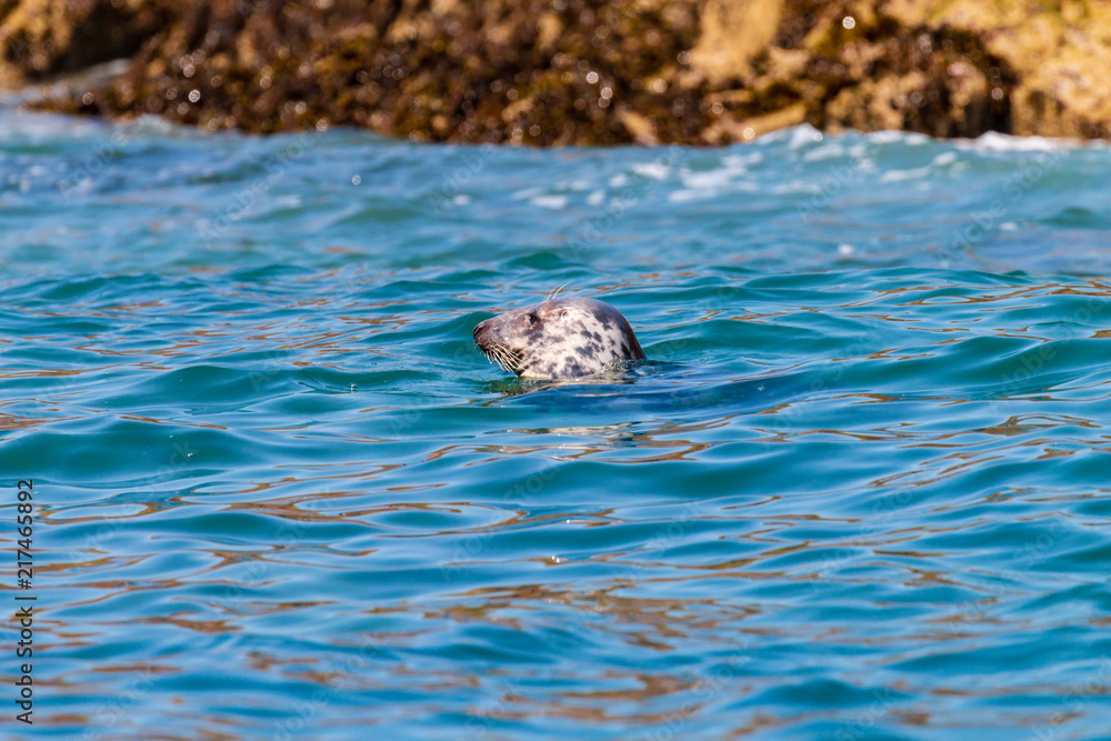 Fototapeta premium A large Atlantic Grey Seal resting in the ocean off the British coast