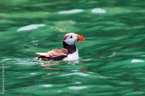 A colorful Puffin floating on the surface of a green ocean photo
