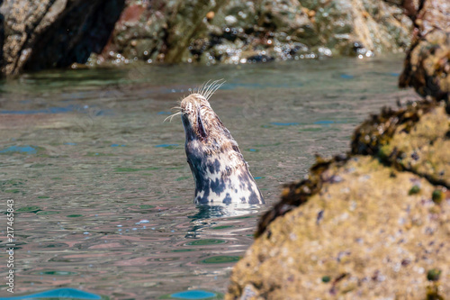 A large Atlantic Grey Seal resting in the ocean off the British coast photo