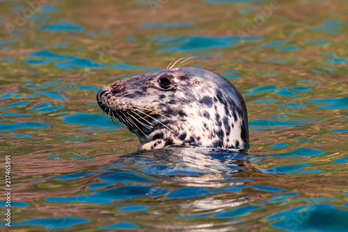 A large Atlantic Grey Seal resting in the ocean off the British coast