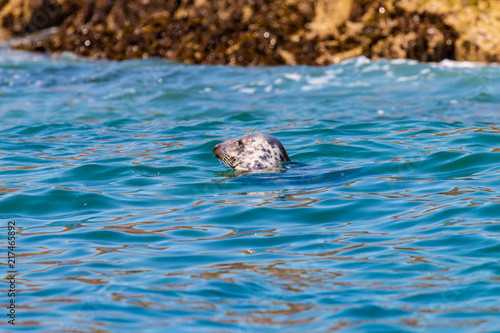 A large Atlantic Grey Seal resting in the ocean off the British coast