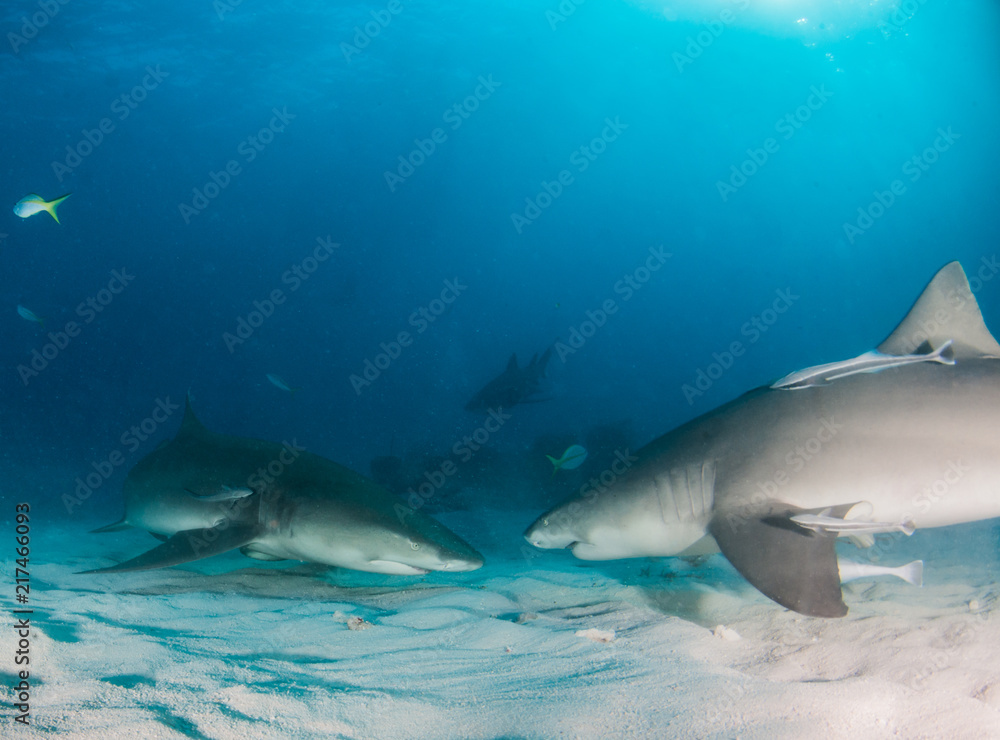Fototapeta premium Lemon shark at the Bahamas