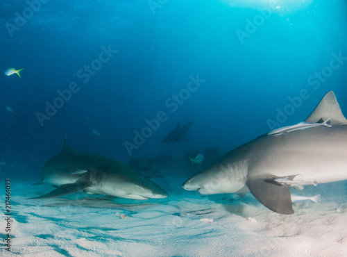 Lemon shark at the Bahamas