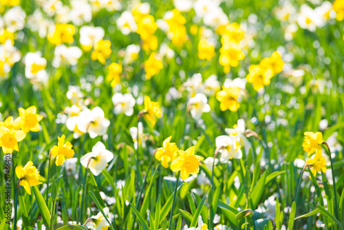 blooming white and yellow daffodils © hansenn