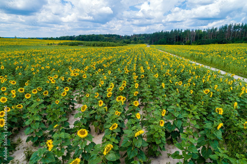 Beautiful sunflower field, aerial view