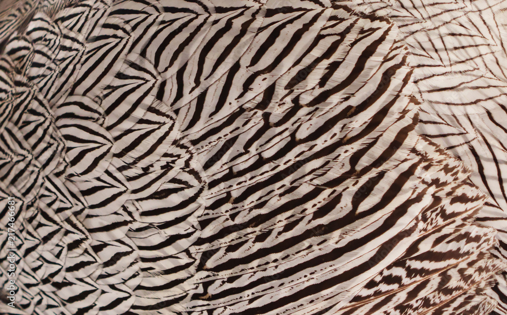Detailed texture of white and brown feathers. Detailed texture of white and brown feathers.