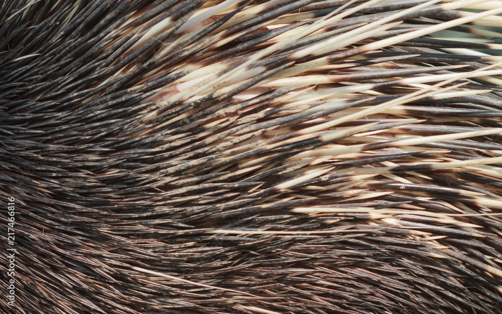 Furry hedgehog texture background. Furry hedgehog texture background.