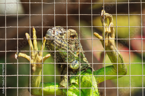 Green iguana unhappy in cage.