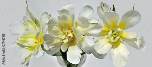 Three beautiful white-yellow tulips isolated, close-up top view