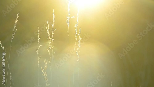 Grass at sunset, relaxation, meditation