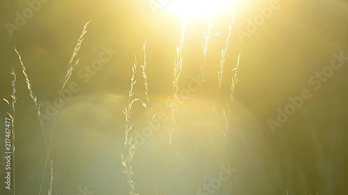 Grass at sunset, evening summer
