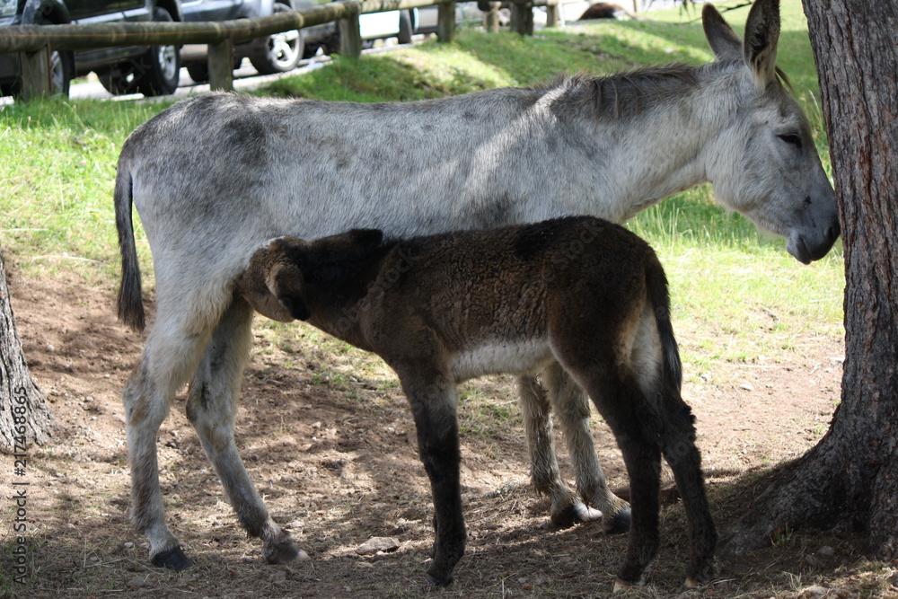 donkeys grazing, mum with her baby who drinks milk donkeys grazing, mum with her baby who drinks milk