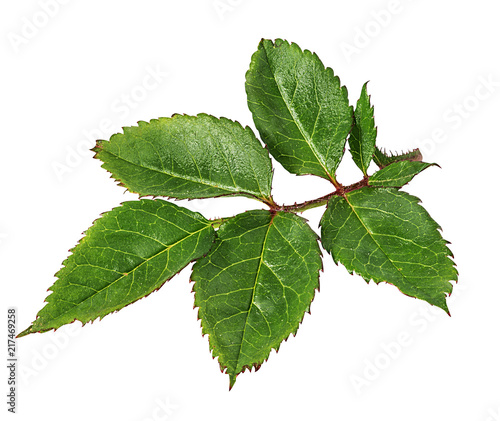Rose leaf isolated on white background with clipping path
