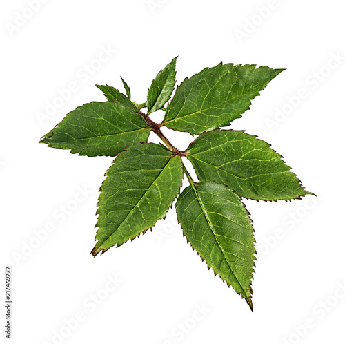 Rose leaf isolated on white background with clipping path