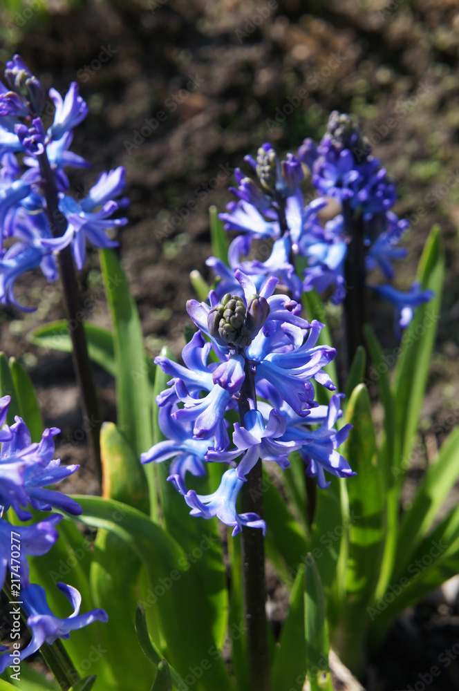 Hyacinthus orientalis peter stuyvesant blue flowers