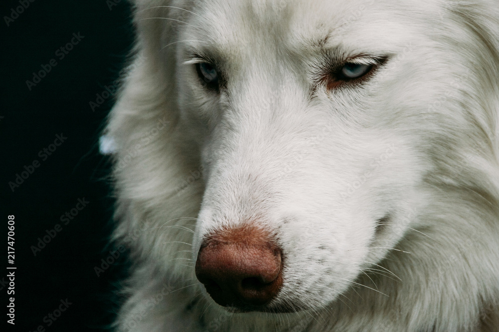 Obraz premium White husky