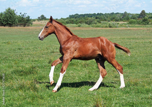 The chestnut foal with white legs actively gallops on a meadow