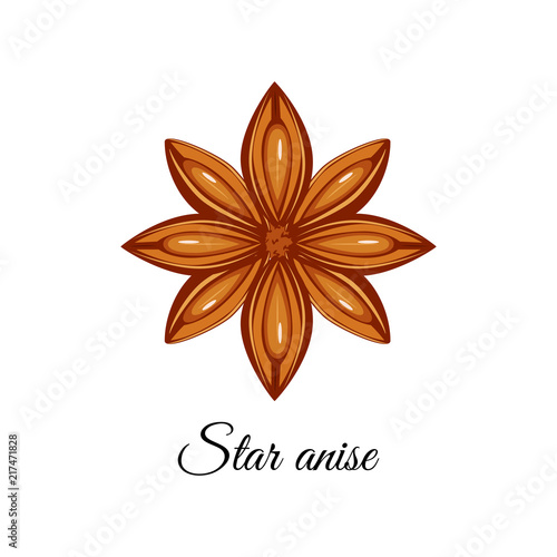 Star anise vector illustration