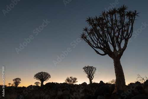 Colorful sunset with silhouette quiver trees, Namibia