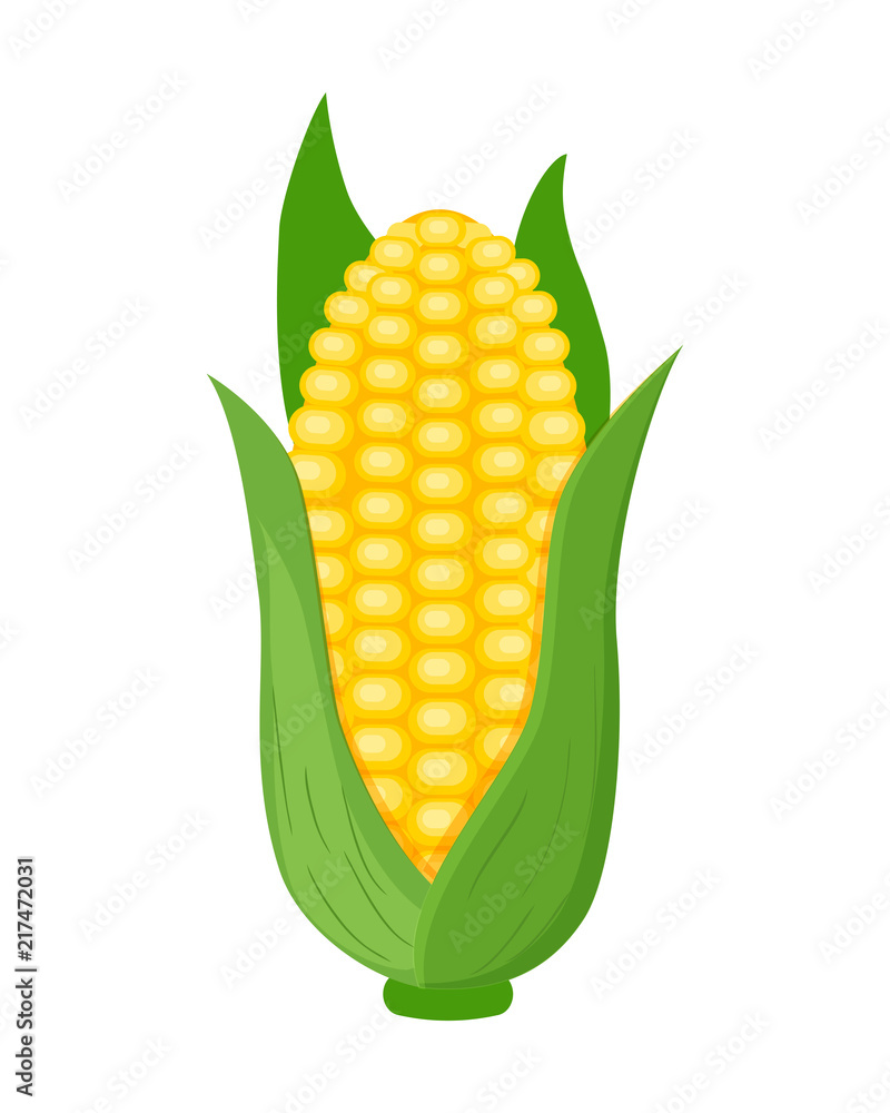 Obraz premium Colorful corn vector illustration isolated on white background.