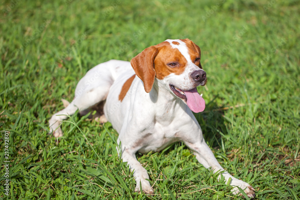 English pointer sits on the grass, animals world English pointer sits on the grass, animals world