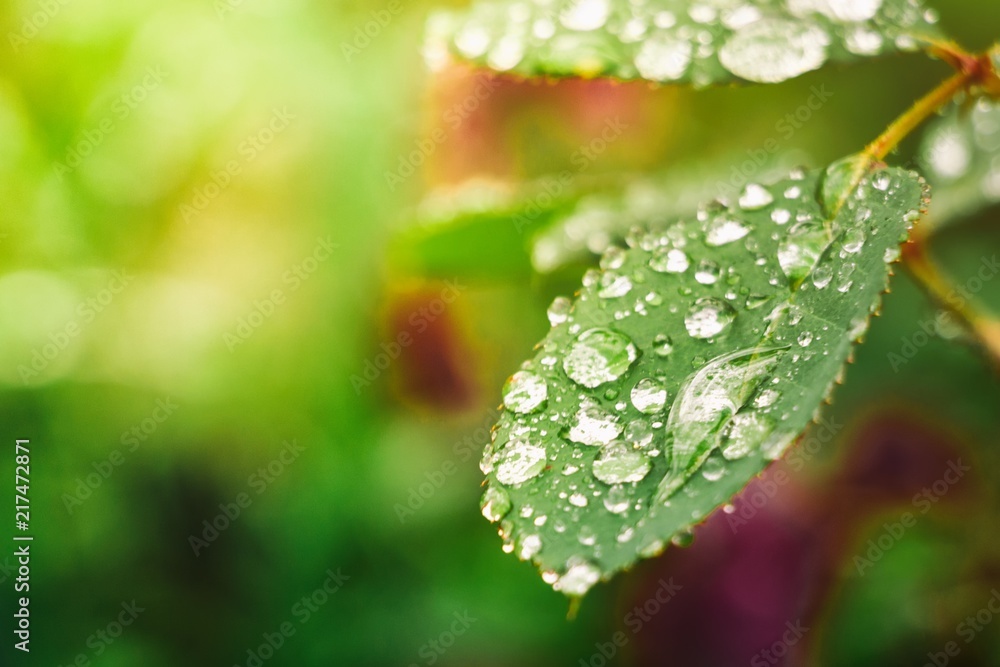 Water drops on green leaf after rain Water drops on green leaf after rain