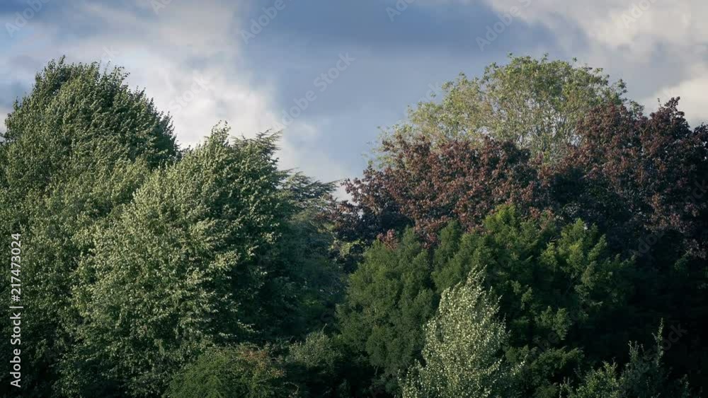 Colorful Trees In Breeze On Sunny Evening Colorful Trees In Breeze On Sunny Evening