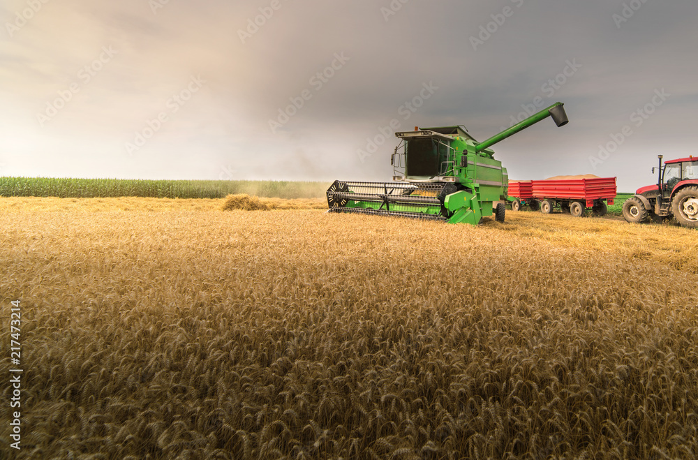 Fototapeta premium Pouring grain into tractor trailer after harvest
