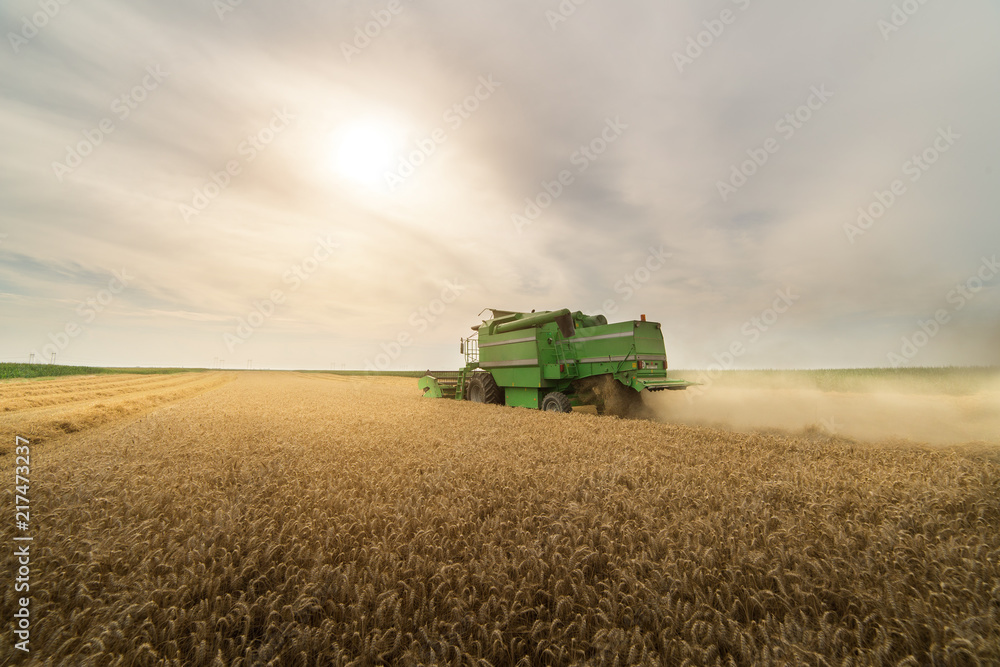 Fototapeta premium Pouring grain into tractor trailer after harvest