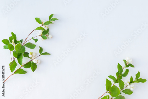 Branches with green leaves on a white background