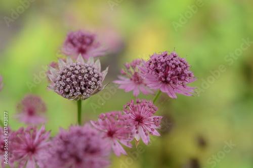 pink flowers in close up
