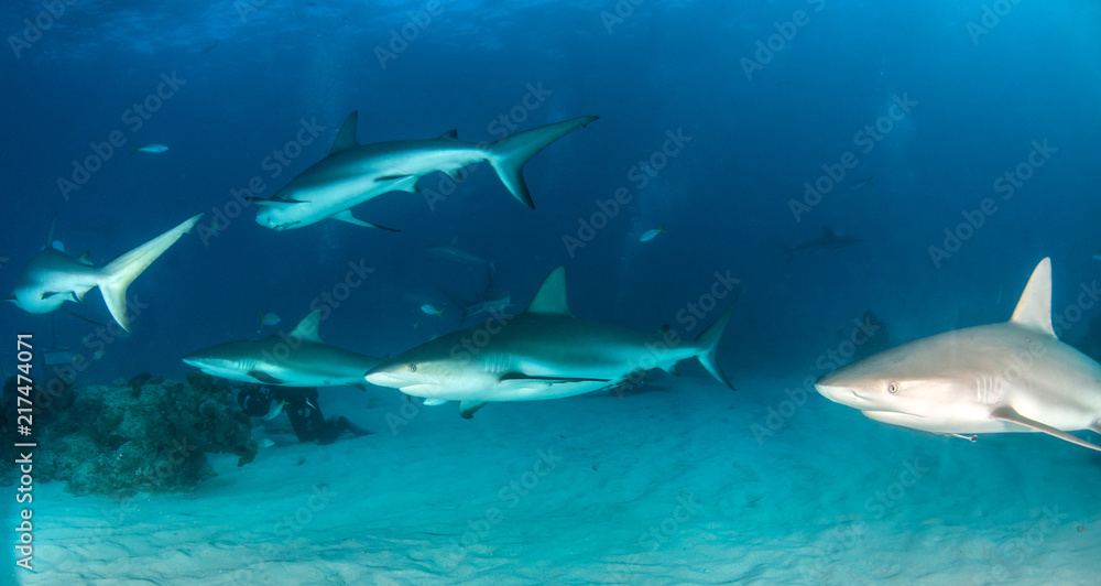 Naklejka premium Caribbean reef shark at the Bahamas