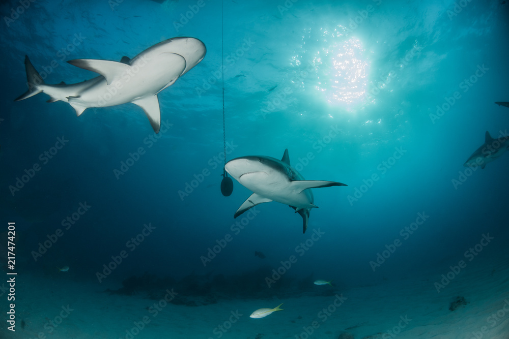 Fototapeta premium Caribbean reef shark at the Bahamas