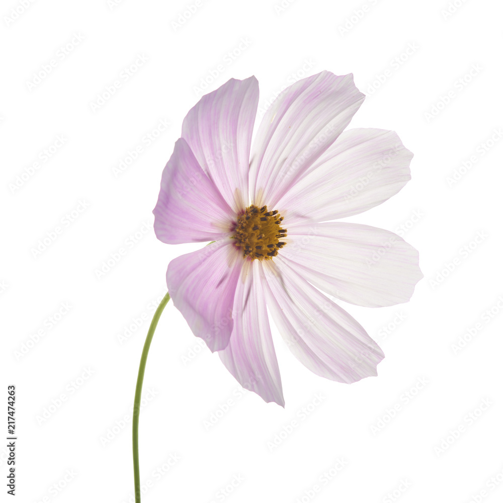 Beautiful pastel pink flowers isolated at white Beautiful pastel pink flowers isolated at white