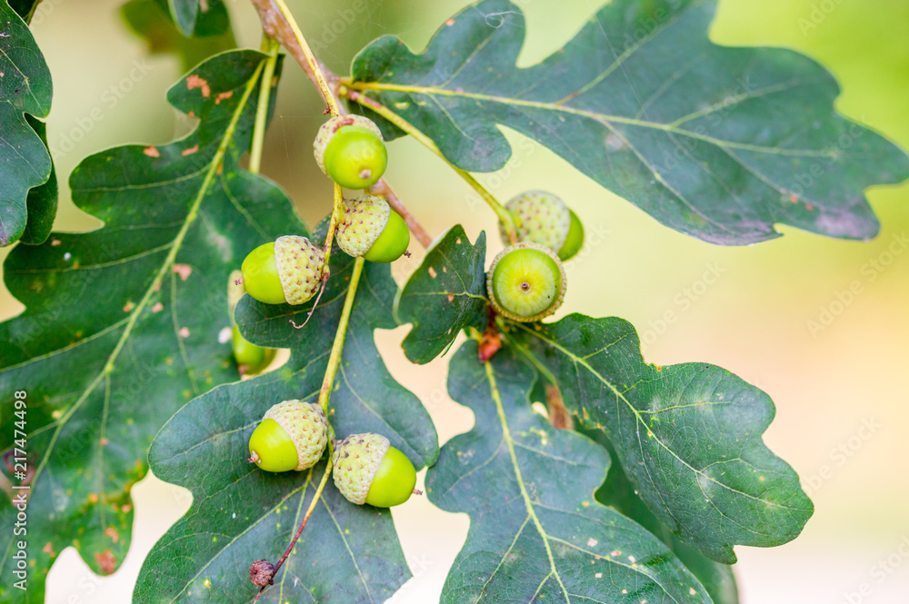 Fototapeta premium Green acorns on a branch of the oak.