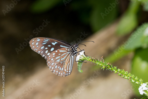 ein blau gesprenkelter schmetterling auf einer weißen blüte nektar saugend fotografiert in einem Tropenhaus und mit Makroobjektiv