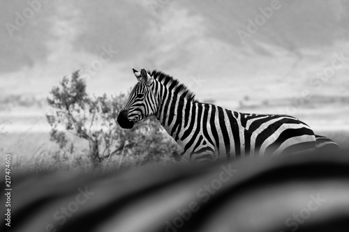 Zebra in bianco e nero - Africa Tanzania