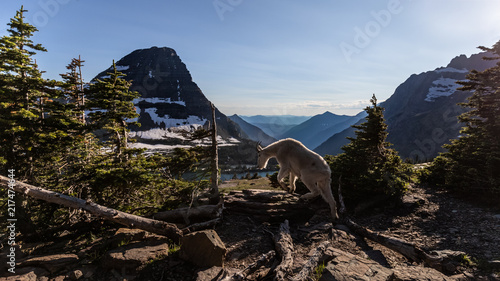 Mountain Goat at Glacier National Park
