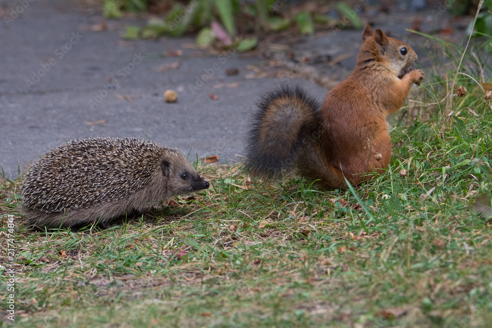 Juvenile Hedgehog encounters Red Squirrel Juvenile Hedgehog encounters Red Squirrel