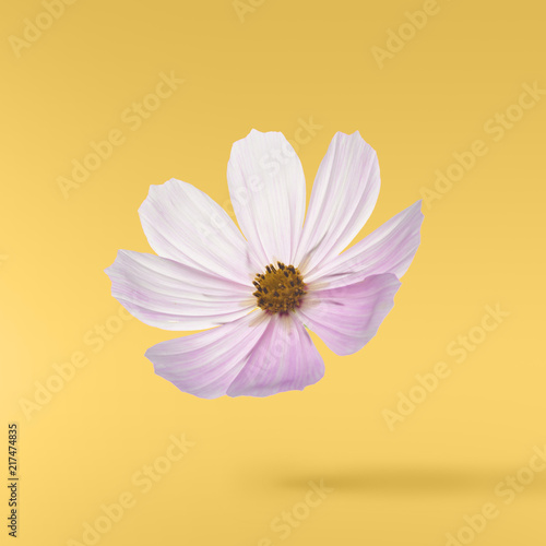 Beautiful flying pastel pink flowers